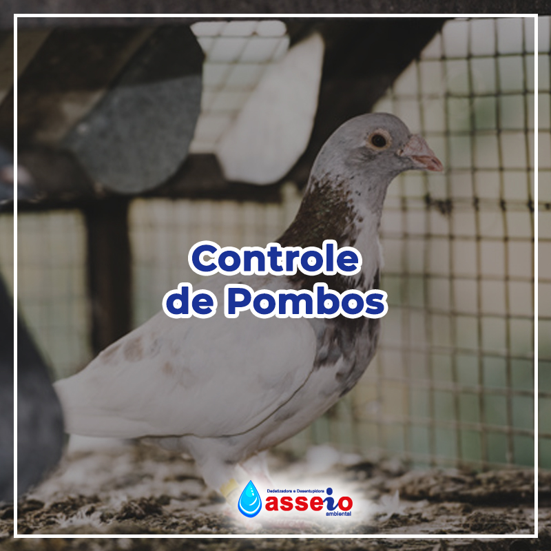 asseio ambiental Controle de Pombos Controle de Pombos em Franco da Rocha